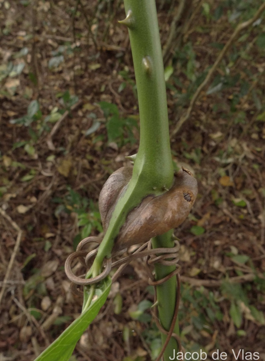 Smilax perfoliata Lour.